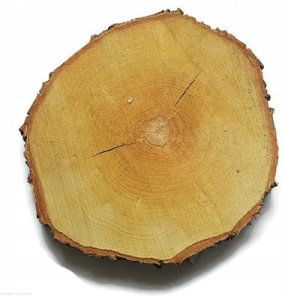 Plaster drewna Brzoza nieszlifowana 30-35 cm / 2,5 cm