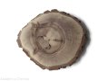 Plaster drewna Orzech włoski szlifowany 17-20 cm / 2 cm 
