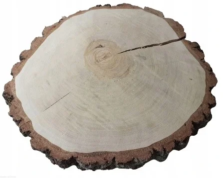 Brzoza szlifowana 60-65 cm / 5 cm  z pęknięciem