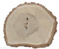 Brzoza szlifowana 55-60 cm / 5 cm  z otworem pod żywicę