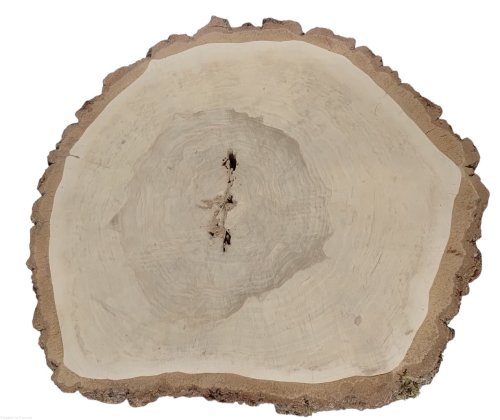 Brzoza szlifowana 55-60 cm / 5 cm  z otworem pod żywicę
