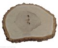 Brzoza szlifowana 55-60 cm / 5 cm  z otworem pod żywicę