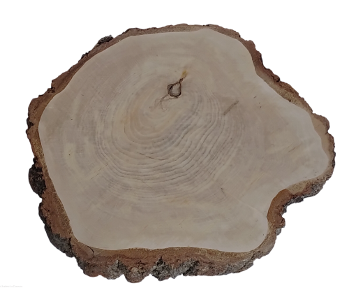 Plaster drewna Brzoza szlifowana 48-53 cm / 5 cm  UNIKAT