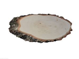 Plaster drewna Brzoza podłużny skośny 30-35 cm szlifowany Gruba kora