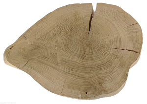 Plaster drewna Dąb szlifowany 49-63 cm / 5 cm  UNIKAT