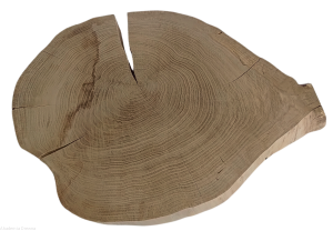 Plaster drewna Dąb szlifowany 48-62 cm / 5 cm  UNIKAT