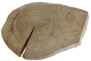 Plaster drewna Dąb szlifowany 51-76 cm / 5 cm  UNIKAT okazja