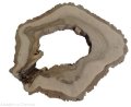 Plaster drewna Orzech włoski szlifowany 41-50 cm / 3,8 cm UNIKAT