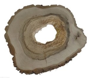 Plaster drewna Orzech włoski szlifowany 35-40 cm / 3,5 cm pod żywicę