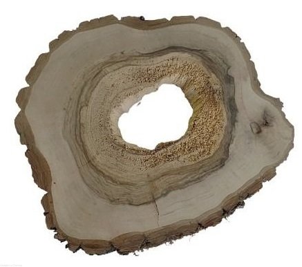 Plaster drewna Orzech włoski szlifowany 35-40 cm / 3,5 cm pod żywicę