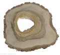 Plaster drewna Orzech włoski szlifowany 35-40 cm / 3,5 cm pod żywicę