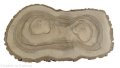 Plaster drewna Orzech włoski szlifowany 30-60 cm / 3,5 cm UNIKAT