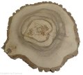Plaster drewna Orzech włoski szlifowany 40-45 cm / 3 cm UNIKAT
