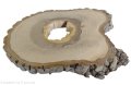Plaster drewna Orzech włoski szlifowany 25-30 cm / 2,5 cm pod żywicę