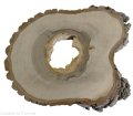 Plaster drewna Orzech włoski szlifowany 25-30 cm / 2,5 cm pod żywicę