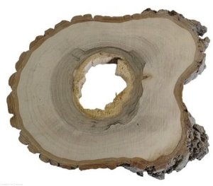 Plaster drewna Orzech włoski szlifowany 25-30 cm / 2,5 cm pod żywicę