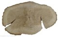 Plaster drewna Dąb szlifowany 29-45 cm / 3 cm UNIKAT