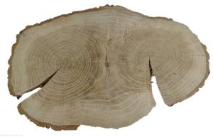 Plaster drewna Dąb szlifowany 29-45 cm / 3 cm UNIKAT