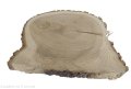 Plaster drewna Dąb szlifowany 32-39 cm / 3 cm UNIKAT