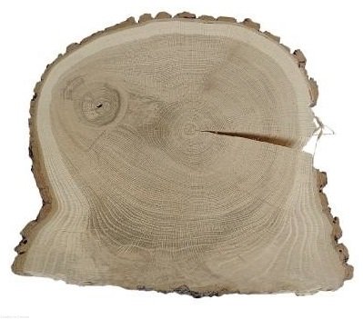 Plaster drewna Dąb szlifowany 32-39 cm / 3 cm UNIKAT