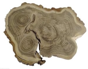Plaster drewna Akacja szlifowana 30-47 cm / 3 cm  UNIKAT