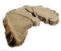 Plaster drewna Akacja szlifowana 26-40 cm / 3 cm  UNIKAT