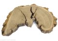 Plaster drewna Akacja szlifowana 26-40 cm / 3 cm  UNIKAT