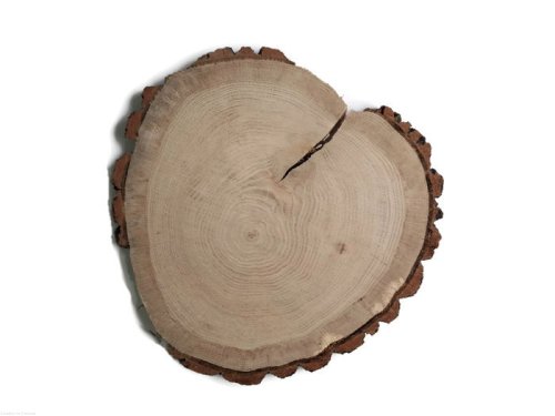 Dąb szlifowany 25-28 cm / 2 cm z ubytkami kory, z pęknięciem