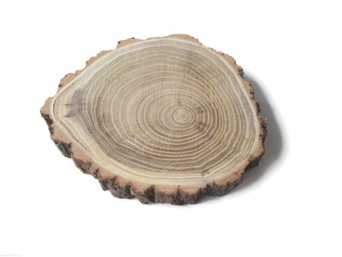 Akacja szlifowana 16-20 cm / 2 cm