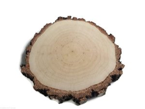 Plaster drewna Brzoza szlifowana gruba kora 12-14 cm / 2 cm 